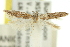  ( - 11ANIC-15405)  @11 [ ] CreativeCommons - Attribution (2011) ANIC/CBG Photography Group Centre for Biodiversity Genomics
