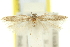  ( - 11ANIC-15411)  @11 [ ] CreativeCommons - Attribution (2011) ANIC/CBG Photography Group Centre for Biodiversity Genomics