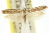  ( - 11ANIC-15417)  @11 [ ] CreativeCommons - Attribution (2011) ANIC/CBG Photography Group Centre for Biodiversity Genomics