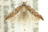  ( - 11ANIC-15419)  @11 [ ] CreativeCommons - Attribution (2011) ANIC/CBG Photography Group Centre for Biodiversity Genomics