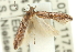  ( - 11ANIC-15421)  @12 [ ] CreativeCommons - Attribution (2011) ANIC/CBG Photography Group Centre for Biodiversity Genomics