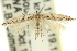  (Dorycnopa sp. ANIC1 - 11ANIC-15427)  @11 [ ] CreativeCommons - Attribution (2011) ANIC/CBG Photography Group Centre for Biodiversity Genomics