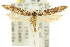  ( - 11ANIC-15436)  @11 [ ] CreativeCommons - Attribution (2011) ANIC/CBG Photography Group Centre for Biodiversity Genomics