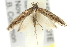  ( - 11ANIC-15460)  @12 [ ] CreativeCommons - Attribution (2011) ANIC/CBG Photography Group Centre for Biodiversity Genomics