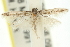  ( - 11ANIC-15461)  @13 [ ] CreativeCommons - Attribution (2011) ANIC/CBG Photography Group Centre for Biodiversity Genomics