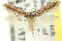  ( - 11ANIC-15463)  @11 [ ] CreativeCommons - Attribution (2011) ANIC/CBG Photography Group Centre for Biodiversity Genomics