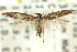  ( - 11ANIC-15468)  @13 [ ] CreativeCommons - Attribution (2011) ANIC/CBG Photography Group Centre for Biodiversity Genomics