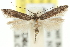  ( - 11ANIC-15469)  @11 [ ] CreativeCommons - Attribution (2011) ANIC/CBG Photography Group Centre for Biodiversity Genomics