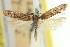  ( - 11ANIC-15471)  @11 [ ] CreativeCommons - Attribution (2011) ANIC/CBG Photography Group Centre for Biodiversity Genomics