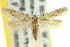  ( - 11ANIC-15482)  @11 [ ] CreativeCommons - Attribution (2011) ANIC/CBG Photography Group Centre for Biodiversity Genomics