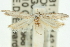 ( - 11ANIC-15497)  @12 [ ] CreativeCommons - Attribution (2011) ANIC/CBG Photography Group Centre for Biodiversity Genomics