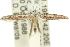  ( - 11ANIC-15503)  @12 [ ] CreativeCommons - Attribution (2011) ANIC/CBG Photography Group Centre for Biodiversity Genomics