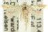  ( - 11ANIC-15519)  @13 [ ] CreativeCommons - Attribution (2011) ANIC/CBG Photography Group Centre for Biodiversity Genomics