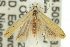  ( - 11ANIC-15520)  @12 [ ] CreativeCommons - Attribution (2011) ANIC/CBG Photography Group Centre for Biodiversity Genomics