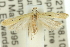 ( - 11ANIC-15522)  @13 [ ] CreativeCommons - Attribution (2011) ANIC/CBG Photography Group Centre for Biodiversity Genomics