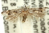  ( - 11ANIC-15553)  @11 [ ] CreativeCommons - Attribution (2011) ANIC/CBG Photography Group Centre for Biodiversity Genomics