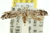  ( - 11ANIC-15555)  @11 [ ] CreativeCommons - Attribution (2011) ANIC/CBG Photography Group Centre for Biodiversity Genomics
