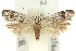  ( - 11ANIC-15556)  @11 [ ] CreativeCommons - Attribution (2011) ANIC/CBG Photography Group Centre for Biodiversity Genomics