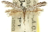  ( - 11ANIC-15608)  @11 [ ] CreativeCommons - Attribution (2011) ANIC/CBG Photography Group Centre for Biodiversity Genomics