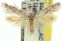  ( - 11ANIC-15609)  @14 [ ] CreativeCommons - Attribution (2011) ANIC/CBG Photography Group Centre for Biodiversity Genomics