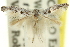  ( - 11ANIC-15617)  @11 [ ] CreativeCommons - Attribution (2011) ANIC/CBG Photography Group Centre for Biodiversity Genomics