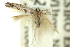  ( - 11ANIC-15619)  @11 [ ] CreativeCommons - Attribution (2011) ANIC/CBG Photography Group Centre for Biodiversity Genomics