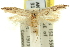  ( - 11ANIC-15626)  @11 [ ] CreativeCommons - Attribution (2011) ANIC/CBG Photography Group Centre for Biodiversity Genomics