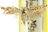  (Epiphthora phantasta - 11ANIC-15636)  @11 [ ] CreativeCommons - Attribution (2011) ANIC/CBG Photography Group Centre for Biodiversity Genomics