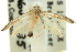  ( - 11ANIC-15640)  @11 [ ] CreativeCommons - Attribution (2011) ANIC/CBG Photography Group Centre for Biodiversity Genomics
