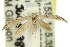 ( - 11ANIC-15641)  @14 [ ] CreativeCommons - Attribution (2011) ANIC/CBG Photography Group Centre for Biodiversity Genomics