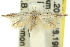  ( - 11ANIC-15643)  @14 [ ] CreativeCommons - Attribution (2011) ANIC/CBG Photography Group Centre for Biodiversity Genomics