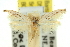  ( - 11ANIC-15644)  @11 [ ] CreativeCommons - Attribution (2011) ANIC/CBG Photography Group Centre for Biodiversity Genomics