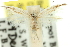 ( - 11ANIC-15649)  @11 [ ] CreativeCommons - Attribution (2011) ANIC/CBG Photography Group Centre for Biodiversity Genomics