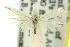  ( - 11ANIC-15651)  @11 [ ] CreativeCommons - Attribution (2011) ANIC/CBG Photography Group Centre for Biodiversity Genomics