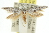  ( - 11ANIC-15657)  @13 [ ] CreativeCommons - Attribution (2011) ANIC/CBG Photography Group Centre for Biodiversity Genomics