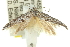  ( - 11ANIC-15658)  @12 [ ] CreativeCommons - Attribution (2011) ANIC/CBG Photography Group Centre for Biodiversity Genomics