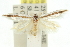 ( - 11ANIC-15660)  @13 [ ] CreativeCommons - Attribution (2011) ANIC/CBG Photography Group Centre for Biodiversity Genomics