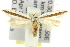  ( - 11ANIC-15661)  @14 [ ] CreativeCommons - Attribution (2011) ANIC/CBG Photography Group Centre for Biodiversity Genomics