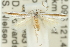  ( - 11ANIC-15663)  @11 [ ] CreativeCommons - Attribution (2011) ANIC/CBG Photography Group Centre for Biodiversity Genomics