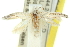  ( - 11ANIC-15675)  @13 [ ] CreativeCommons - Attribution (2011) ANIC/CBG Photography Group Centre for Biodiversity Genomics