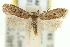 (Anaptilora homoclera - 11ANIC-15692)  @14 [ ] CreativeCommons - Attribution (2011) ANIC/CBG Photography Group Centre for Biodiversity Genomics
