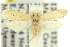  (Anaptilora ephelotis - 11ANIC-15693)  @14 [ ] CreativeCommons - Attribution (2011) ANIC/CBG Photography Group Centre for Biodiversity Genomics