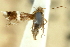  ( - 11ANIC-15699)  @11 [ ] CreativeCommons - Attribution (2011) ANIC/CBG Photography Group Centre for Biodiversity Genomics