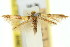  ( - 11ANIC-15797)  @11 [ ] CreativeCommons - Attribution (2011) ANIC/CBG Photography Group Centre for Biodiversity Genomics