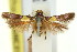  ( - 11ANIC-15807)  @11 [ ] CreativeCommons - Attribution (2011) ANIC/CBG Photography Group Centre for Biodiversity Genomics