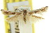  ( - 11ANIC-15838)  @11 [ ] CreativeCommons - Attribution (2011) ANIC/CBG Photography Group Centre for Biodiversity Genomics