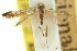  ( - 11ANIC-15846)  @11 [ ] CreativeCommons - Attribution (2011) ANIC/CBG Photography Group Centre for Biodiversity Genomics