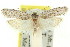  ( - 11ANIC-15859)  @13 [ ] CreativeCommons - Attribution (2011) ANIC/CBG Photography Group Centre for Biodiversity Genomics