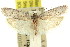  ( - 11ANIC-15861)  @11 [ ] CreativeCommons - Attribution (2011) ANIC/CBG Photography Group Centre for Biodiversity Genomics