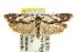  ( - 11ANIC-15870)  @13 [ ] CreativeCommons - Attribution (2011) ANIC/CBG Photography Group Centre for Biodiversity Genomics